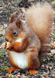 Red Squirrel